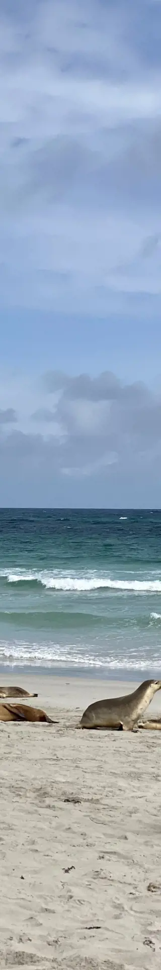 Ein Strand voller Seelöwen